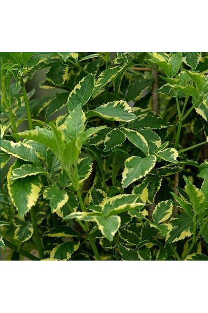 Бузина чорна Варієгата